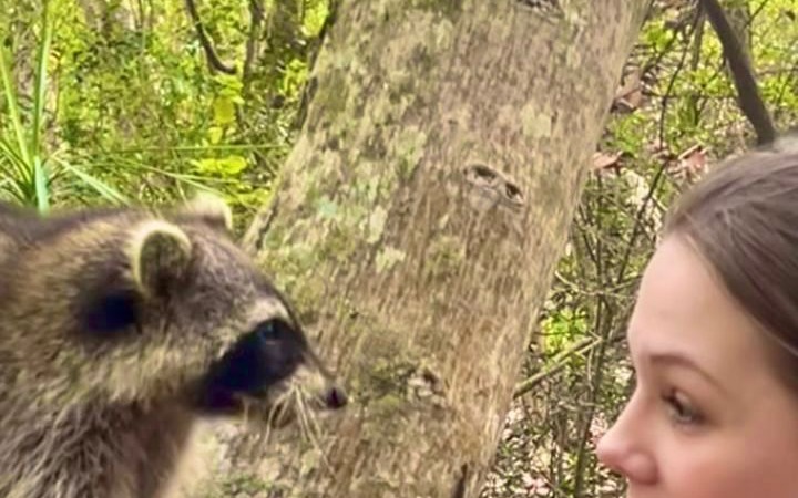 Raccoon Feeding
