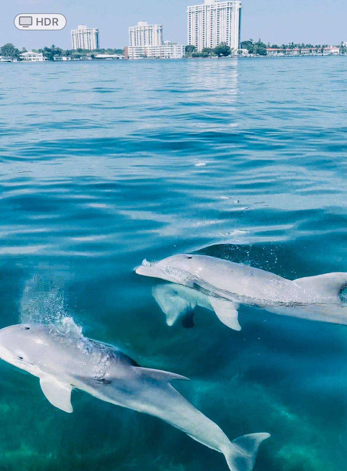 Dolphin & Wildlife Watching